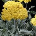 achillea
