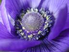 anemone