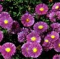 aster-novi-belgii