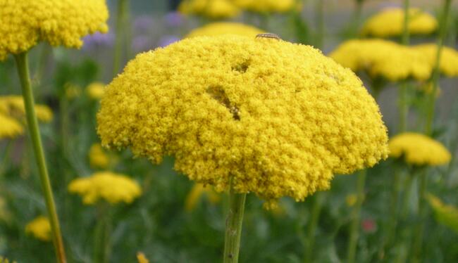 achillea