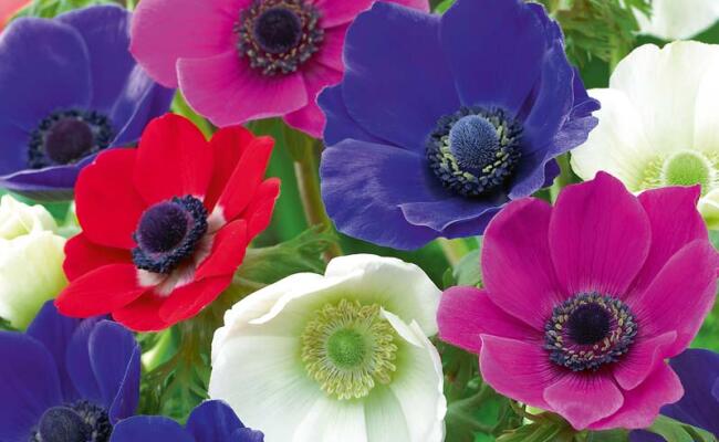 anemone