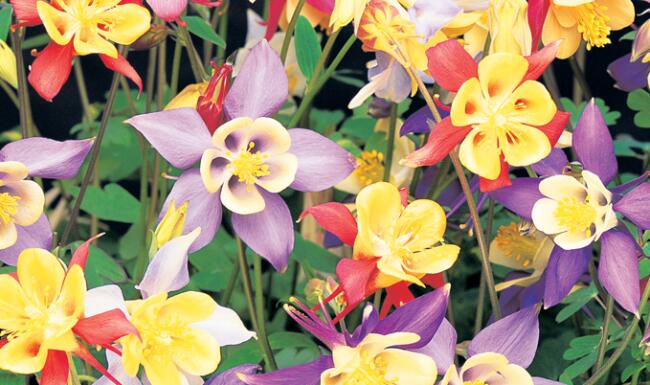 aquilegia