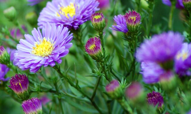 aster novi belgii