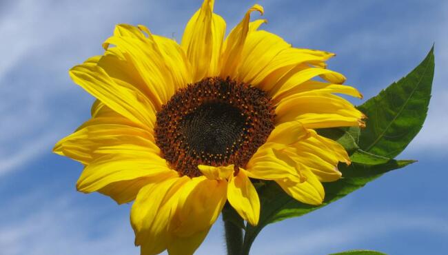 girasole