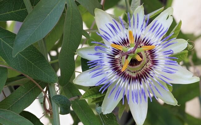 passiflora