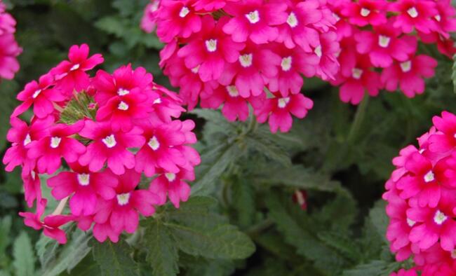 verbena