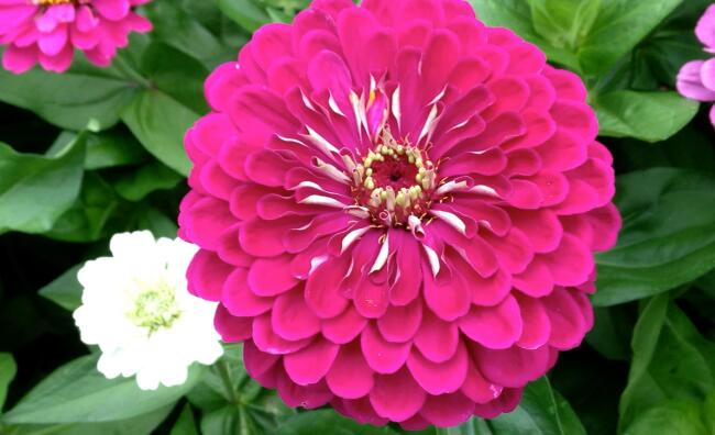 zinnia